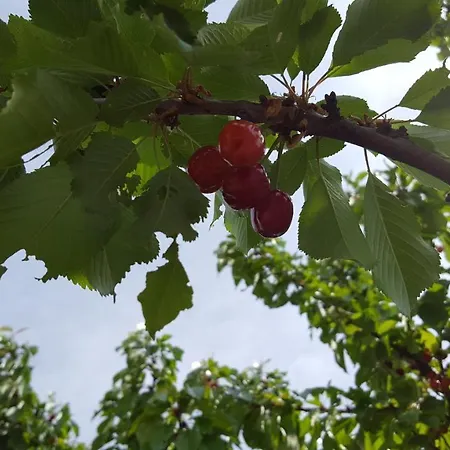 Vacation Kravica 빌라